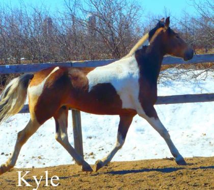 Kyle