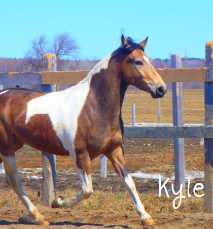 Kyle
