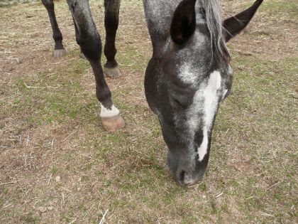 Fancy qui broute le peu d'herbe qui reste !