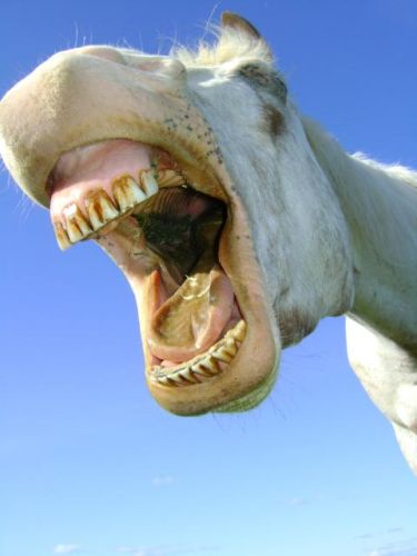 HAAAAAAA je suis pas de la pelouse moi!!!
