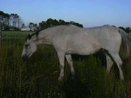 Cheval gris broutant de l'herbe dans un champ