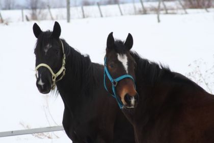 Deux petites face cute!