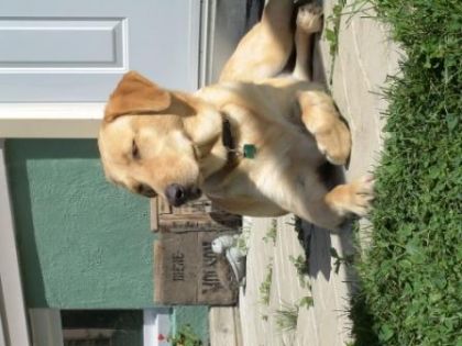 C'est ma chienne JUNE