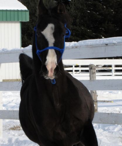  Mon beau poney (L)