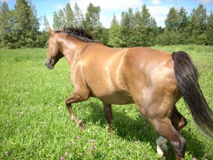 Cheval brun en liberté dans un pré