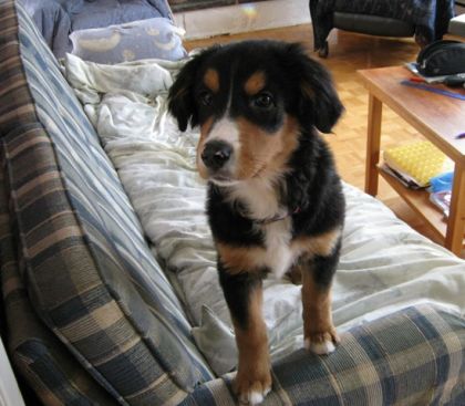 Ma Petite Roxy ... wow elle grandit vite   :O   (L) 