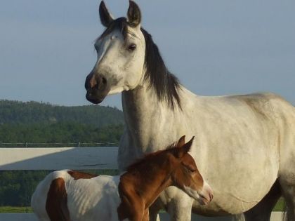 le 6 juin 09,vénus a mis bas du petit azaro