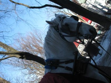 La t&ecirc;te du cheval, je l'ai flat&eacute; pendant au moins 10 minutes il...