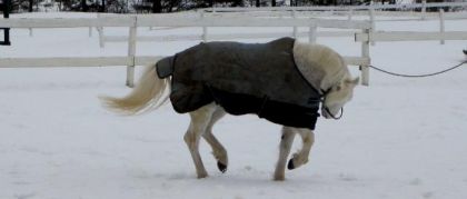ptit poney de dressage??? euh... NENON! :P