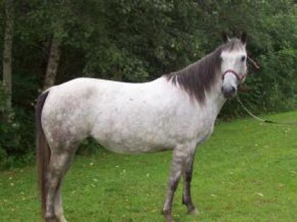 Frosty la jument à ma mère...une belle Quarter Horse enr.