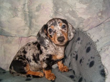 Un bébé à Merguez...beau petit mâle bleu arlequin!!