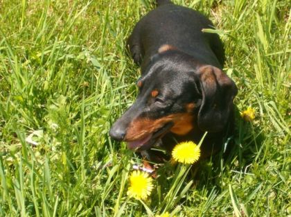 Mon ti Pogo d'amour!!