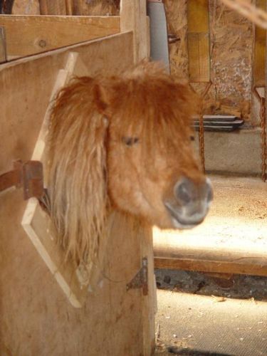 sa Ces Ti-Blond,Un Ptit Shetlang Vrm Cute!