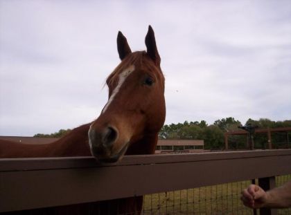 Foule de beau cheval!! 