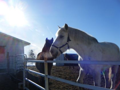Charlotte une percheronne dls mais je ne sais pas dire percheron...