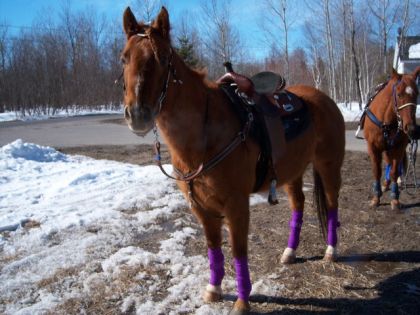 Go Little Prospect , fille de Stop and go man