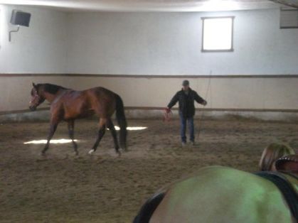 stalion/étalon the hot investiment