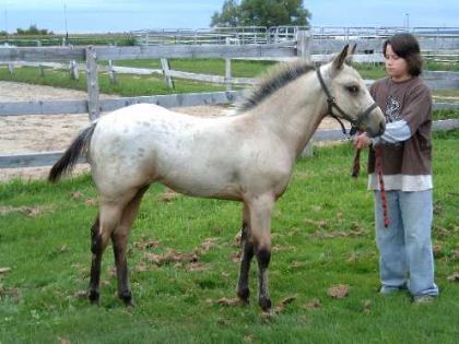 photo par ti-pou Nico et sa Goldie (3 mois)