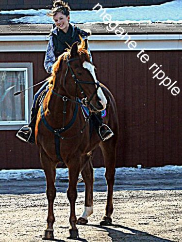 americain quater horse enregistrer (mon cheval ) je laime fort :P