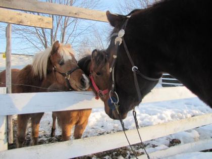 Kachou,Pinotte et Teena