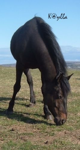 Kaylla au pré