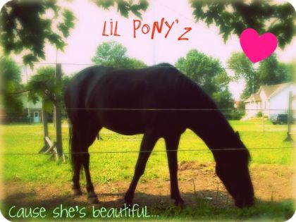 Rosie, Une Jument Rebelle & Magnifique !! <3