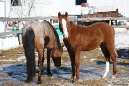Yoyo poulain qh de presque 1 an qui va bientot rattraper mon...