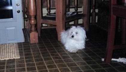 ma petite puce qui fait sa "déesse"!