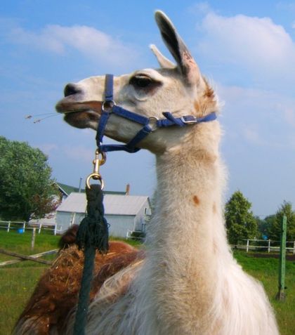 M. Lama the farmer !