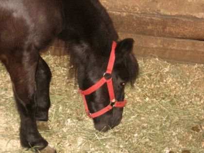 Fury le poney