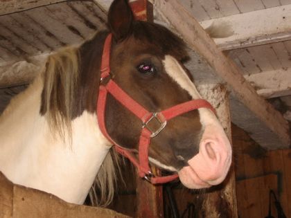 Jupiter le poney