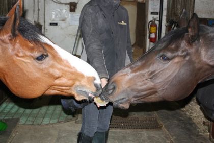 Mon cheval et sa copine Easy Girl qui partagent une compote de...