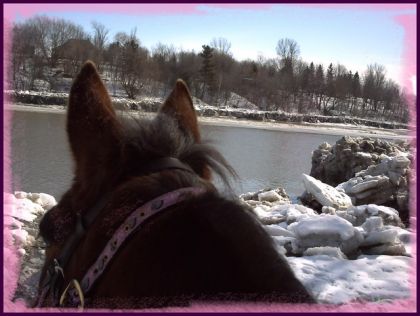 les oreilles de ma ponette sur le bord de la rivière yamaska!...