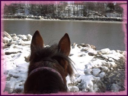 les oreilles de ma ponette sur le bord de la rivière yamaska!...
