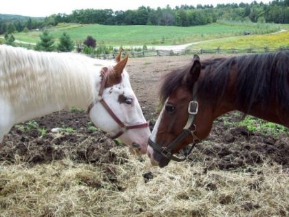 Des chevaux au Baluchon . . . cette ete