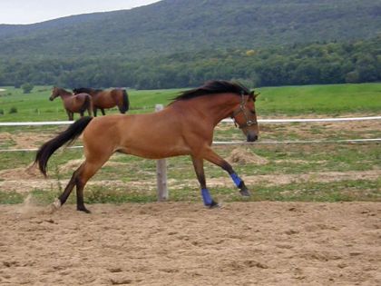 Henri au galop dans la manège
