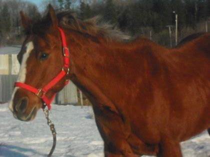 Le beau Jack , au galop