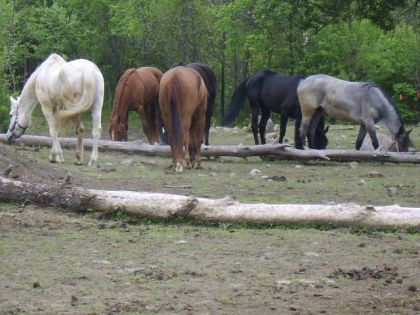 chevaux mangeant en toute tranquilité