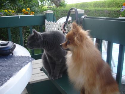 etre comme chat et chien!lol