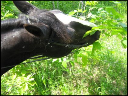 Cheval qui mange des feuilles