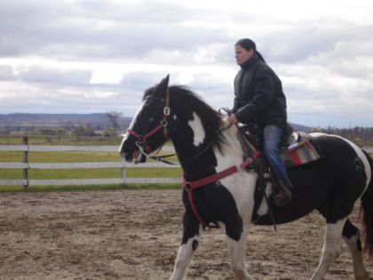 Spotted Draft horse au travail