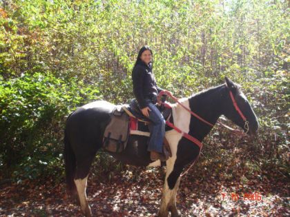 Spotted Draft horse en randonnée