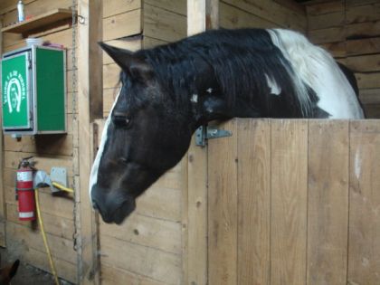 Spotted Draft horse dans son box