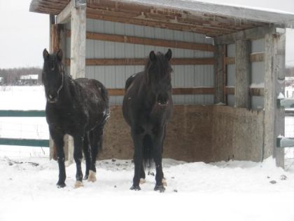 Kodiak Et Flufy