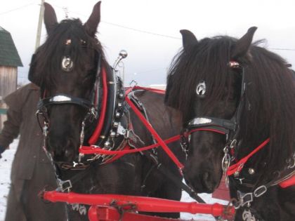 Nightmare (gauche) Et Kodiak (droite)