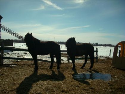 Kodiak Et Nightmare
