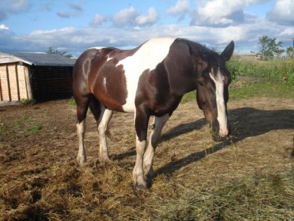 Jument Spotted Draft horse