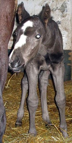 Ma belle grande pouliche, c'est une standardbred, sur la photo...