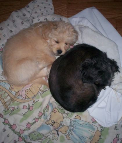 Qestion? dirier vous que Balou (blond) a 10 semaine et que sa...