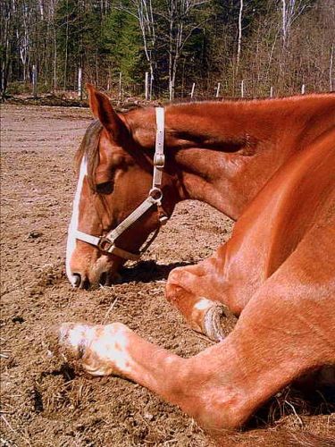 Matante Jolly qui fait un gros dodo! :)
